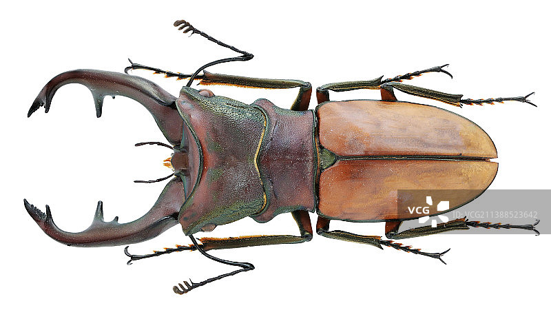 Cyclommatus  alagari DE LISLE, 1968阿拉盖瑞细身赤锹甲图片素材