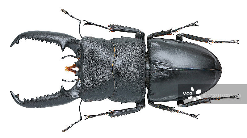 Dorcus titanus Palawanicus 巴拉望巨扁锹甲图片素材