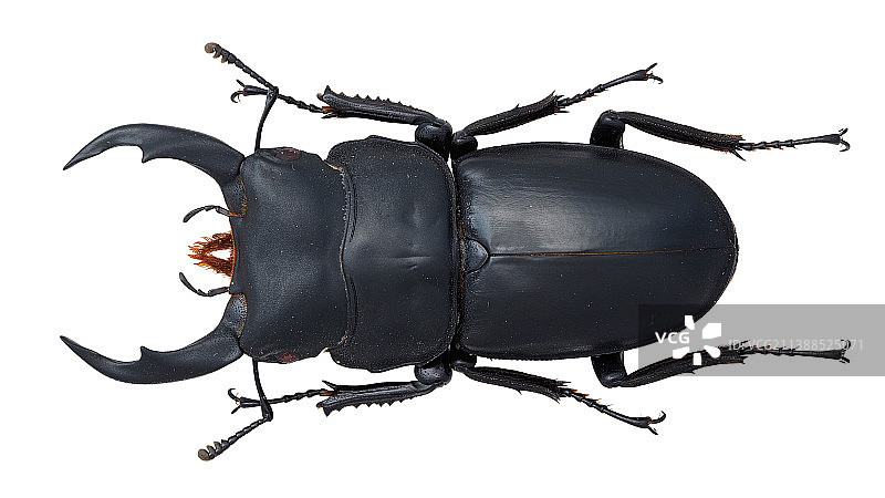 Dorcus schenklingi (Möllenkamp, 1913) 长角大锹图片素材