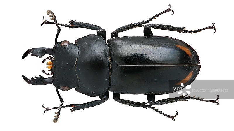 Falcicornis rufonotatus (Pouillaude, 1913) 滇越小刀锹图片素材