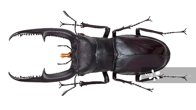 Hexarthrius mandibularis (Mizunuma, 1994) 巨额叉角锹图片素材
