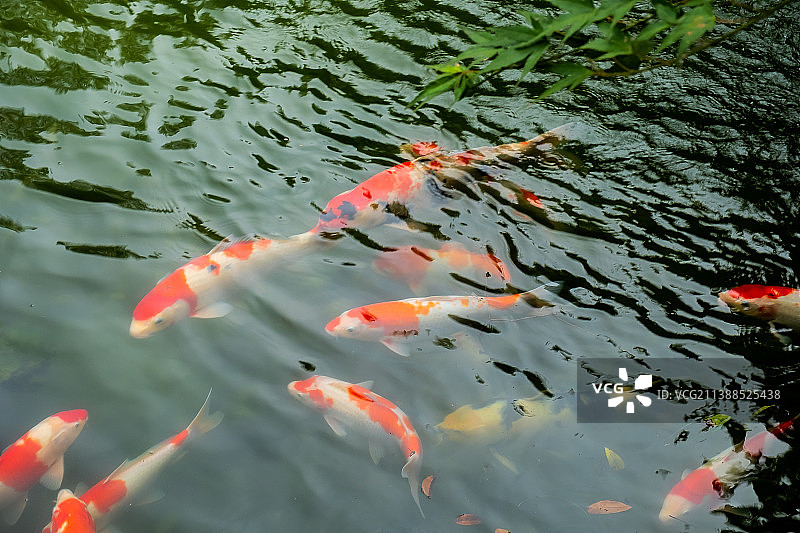 夏日池中观赏锦鲤图片素材