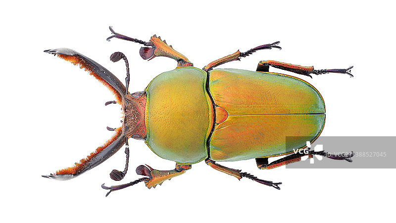 Lamprima adolphinae (Gestro, 1875)印尼金锹图片素材