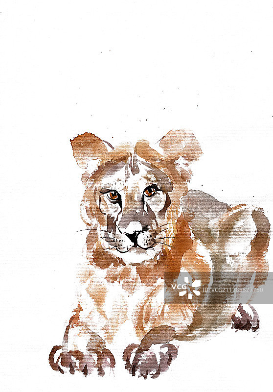 趴着的老虎图片素材