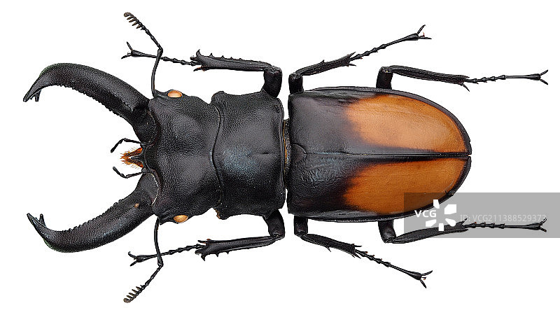 Hexarthrius parryi deyrollei Parry, 1864橘背叉角图片素材