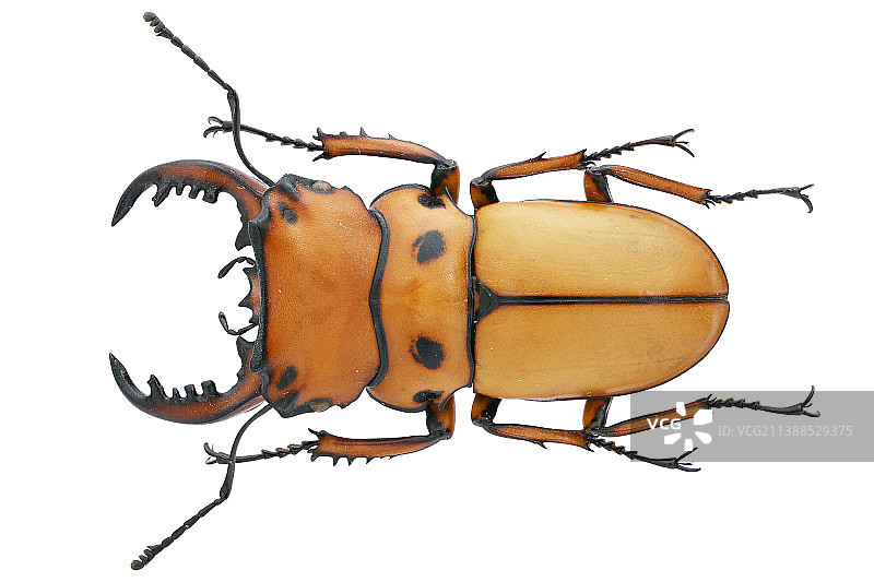 Homoderus mellyi 螃蟹锯锹图片素材