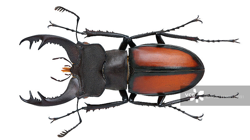 Lucanus parryi laetus Arrow 派瑞深山锹甲西部亚种图片素材