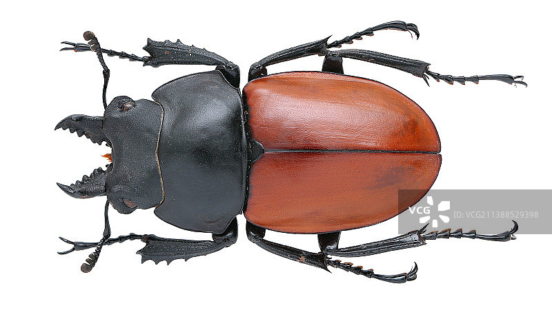 红圆翅锹甲 Neolucanus sp图片素材