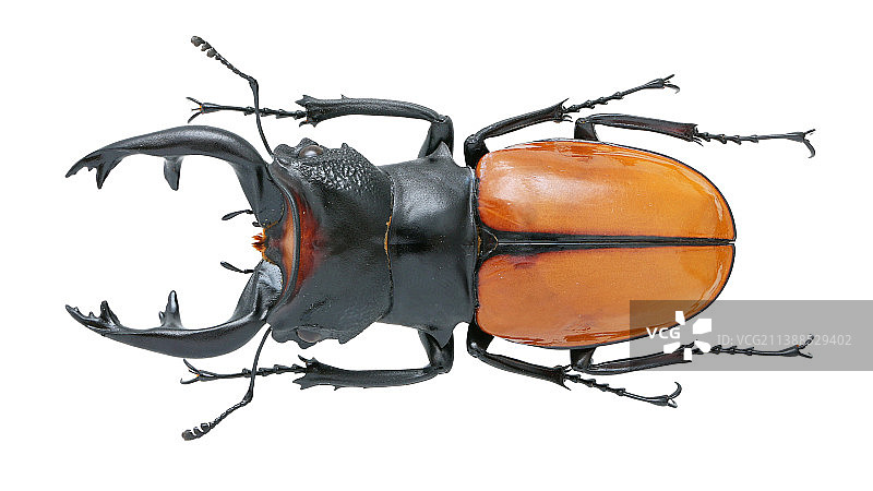 Odontolabis spectabilis Boileau, 1902炫丽鬼艳锹甲 (2)图片素材