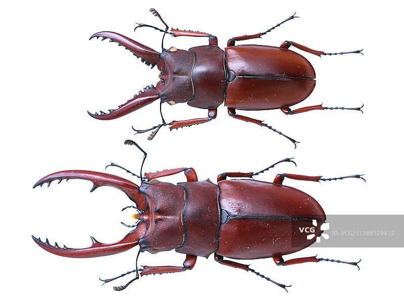 Prosopocoilus astacoides dubernardi (Planet, 1899)图片素材