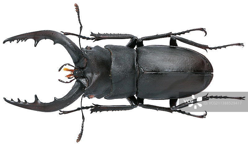 Prosopocoilus inclinatus inclinatus图片素材