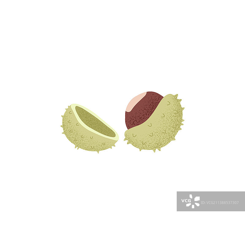 开口的栗子果实与带刺裂壳图片素材
