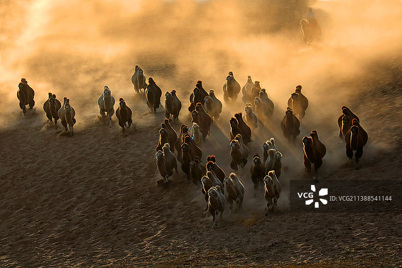 冲沙驼群图片素材