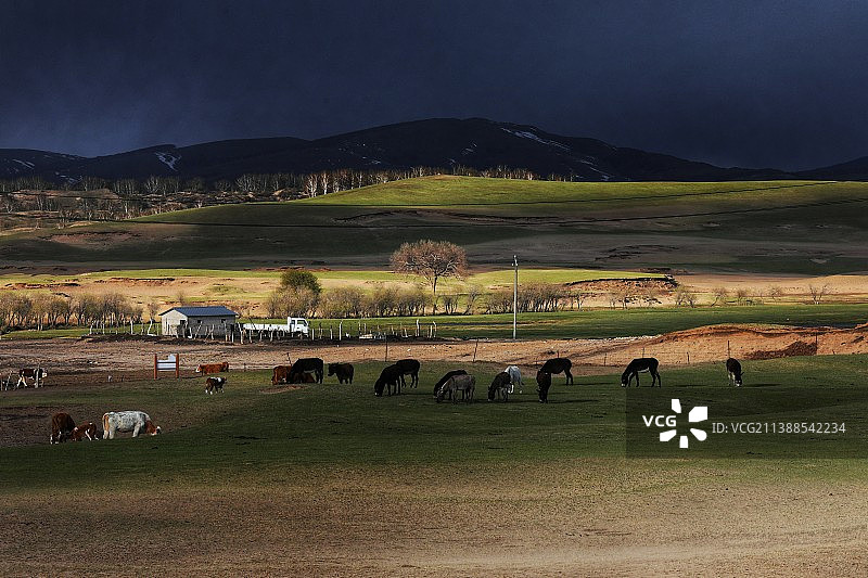 坝上牧场图片素材