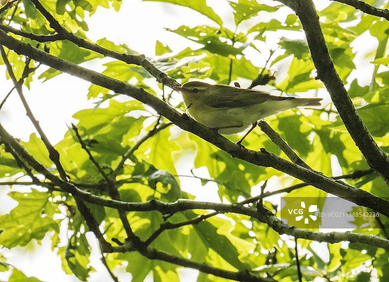 林柳莺在英国湖区安布尔赛德的树上鸣叫图片素材