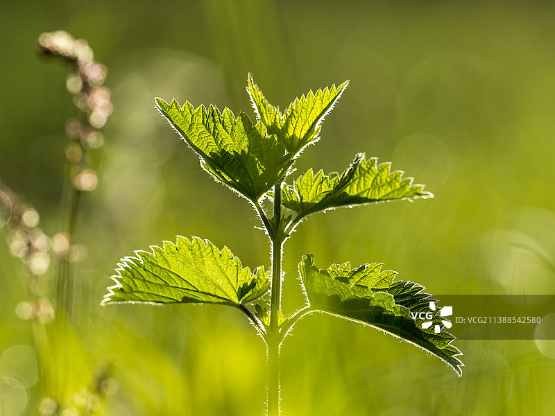 英国安布尔塞德的荨麻图片素材