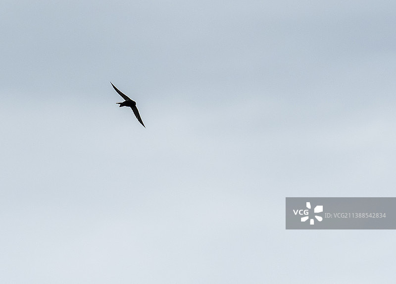 普通雨燕，在英国坎布里亚郡霍德巴罗图片素材