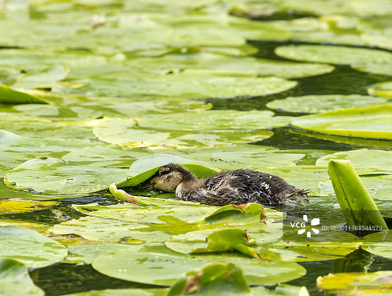 英国湖区温德米尔的绿头鸭与黄睡莲图片素材