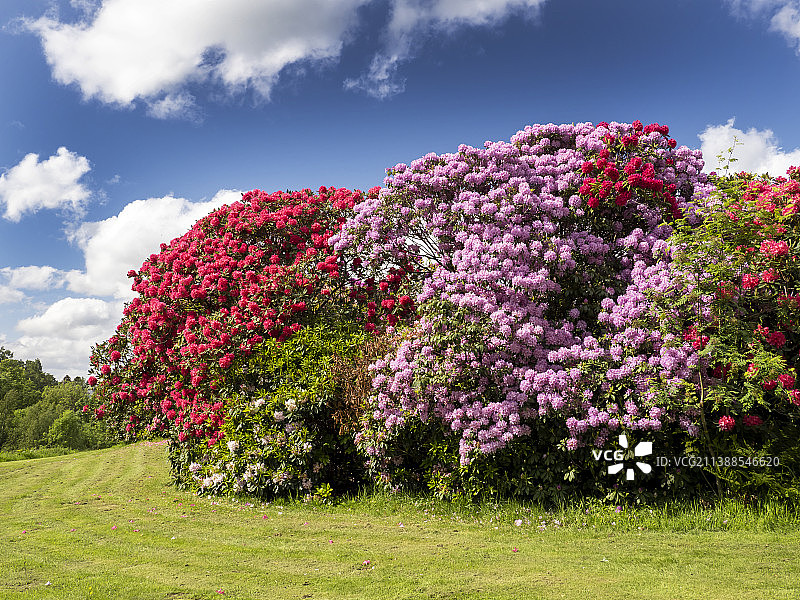 英国湖区温德米尔花园里的盛开的杜鹃花图片素材