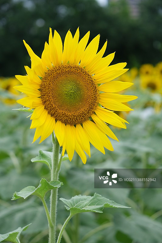 深圳公园里盛开的向日葵图片素材