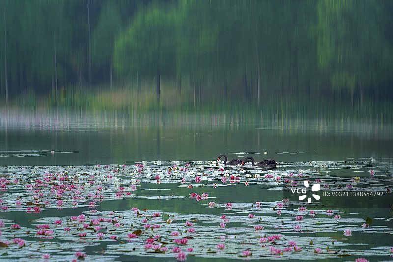 睡莲湖图片素材