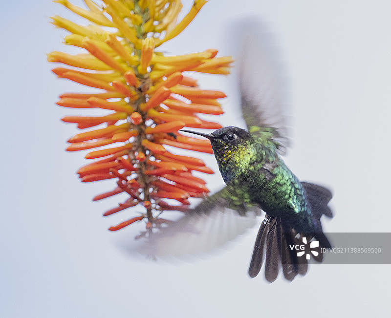 亮喉蜂鸟图片素材