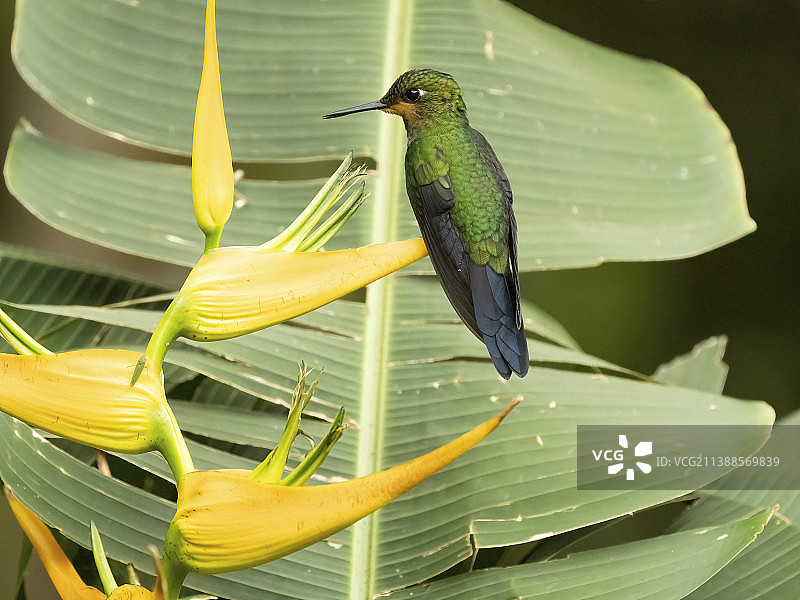绿冠辉蜂鸟图片素材