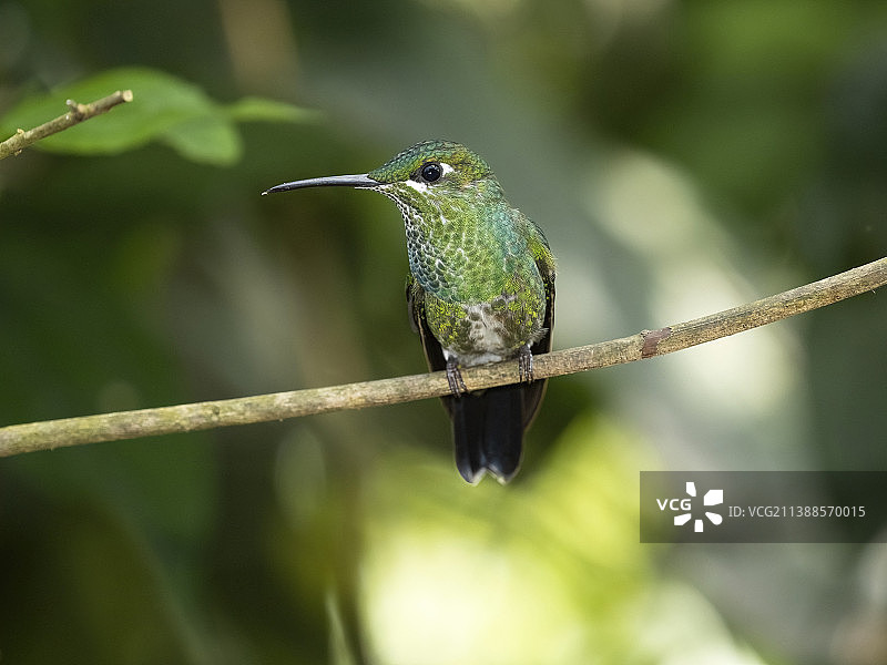 绿冠辉蜂鸟图片素材