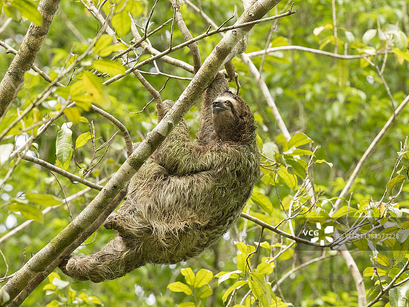 棕喉树懒图片素材