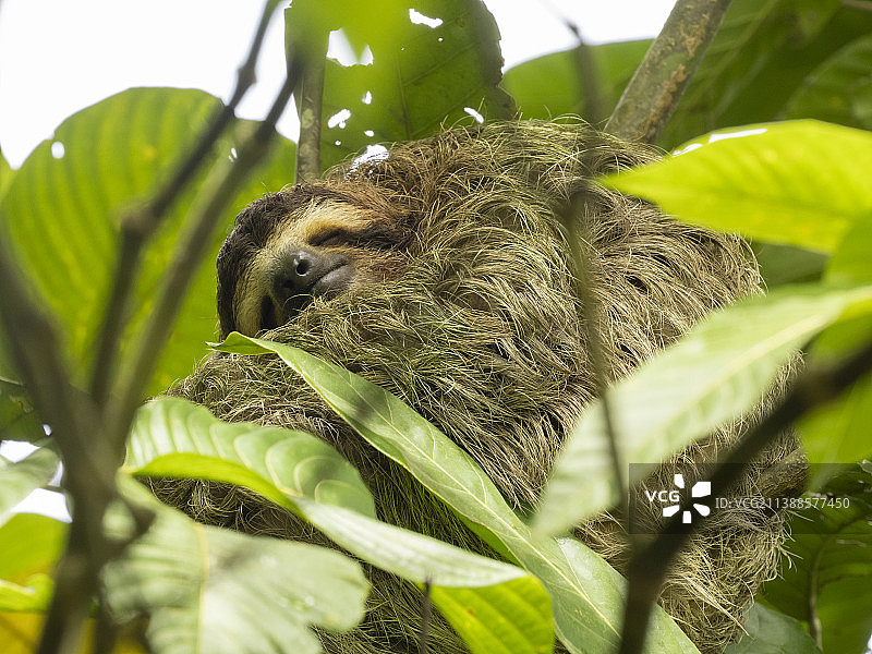 棕喉树懒图片素材