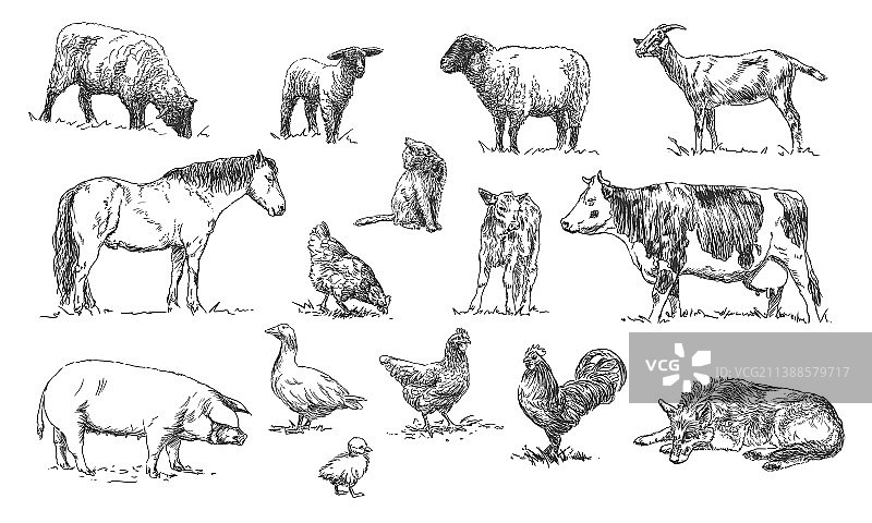 手绘农场动物图片素材