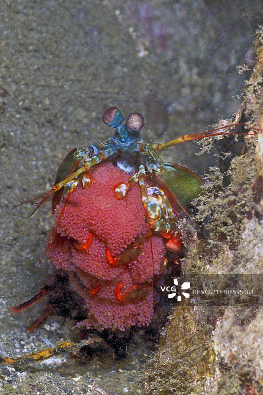 怀抱卵的雀尾螳螂虾图片素材