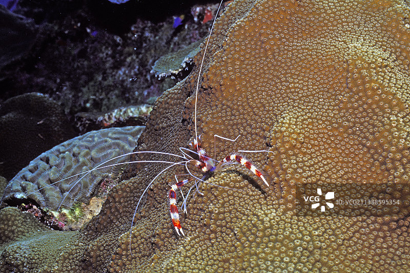 条纹珊瑚虾图片素材