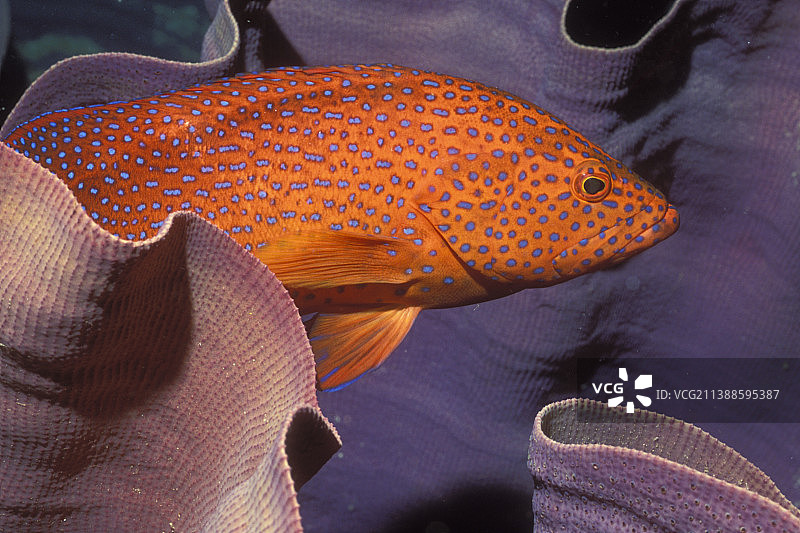 珊瑚鳕鱼，也称珊瑚石斑鱼图片素材