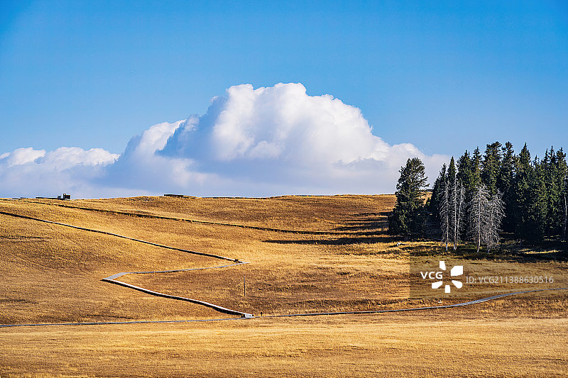中国新疆博尔塔拉赛里木湖旅游风景区秋天景色 云杉草地图片素材