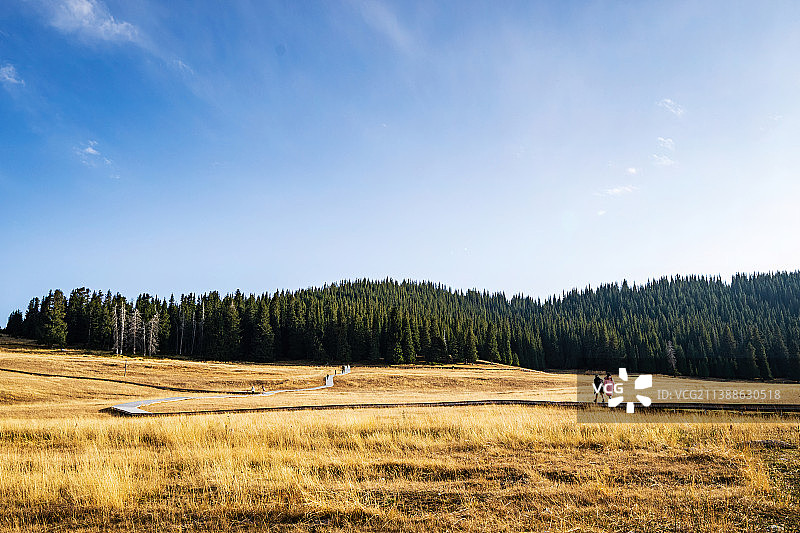 中国新疆博尔塔拉赛里木湖旅游风景区秋天景色 云杉草地图片素材