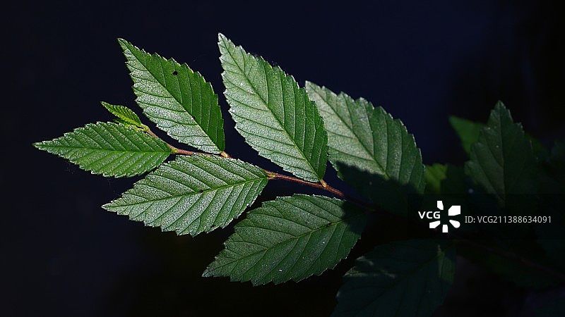 黑色背景下树叶的特写镜头图片素材