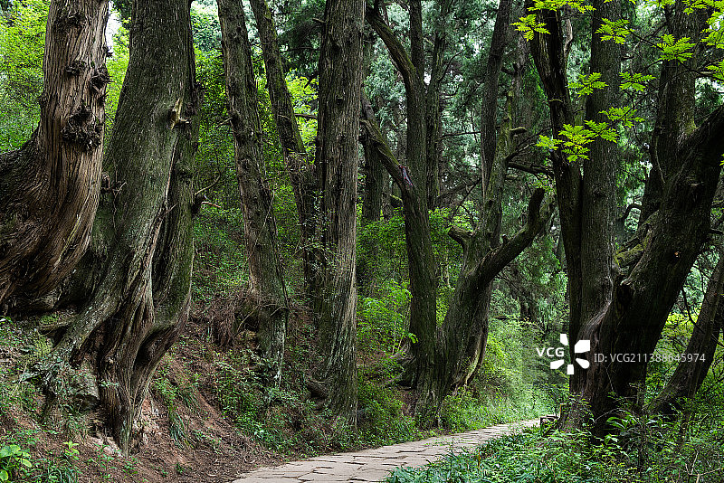 古柏树下的道路图片素材