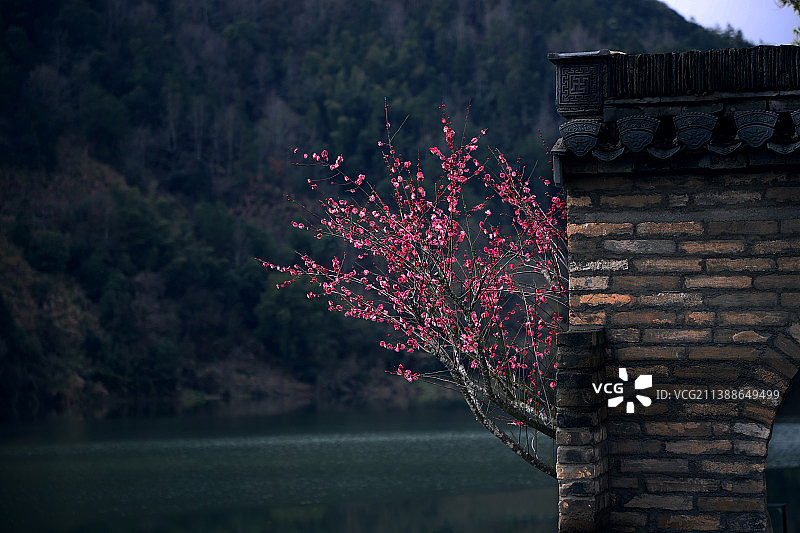 墙角一枝梅图片素材