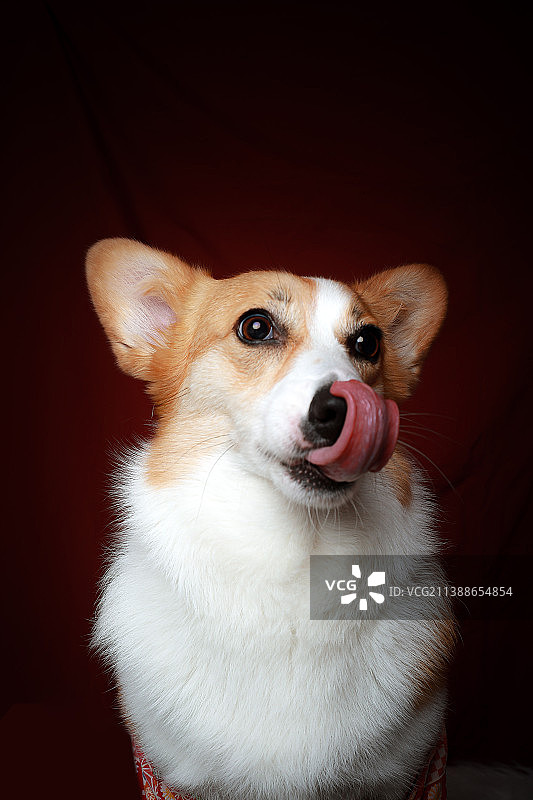 威尔士柯基犬图片素材