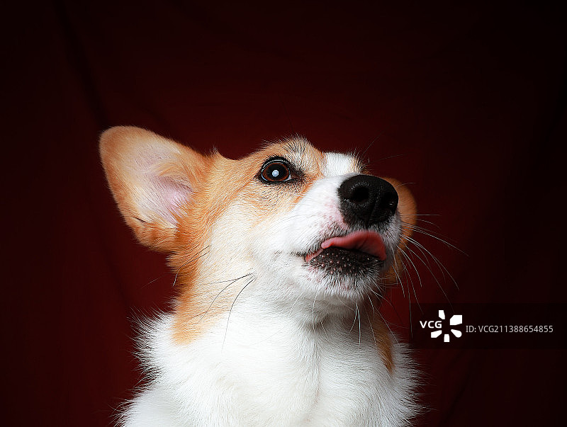 威尔士柯基犬图片素材