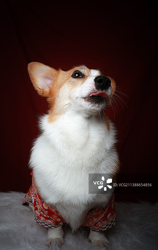 威尔士柯基犬图片素材