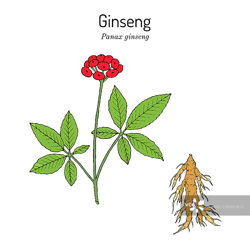 人参药用植物图片素材