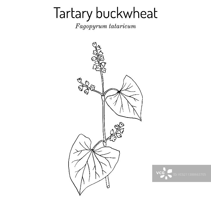 苦荞、荞麦、荞麦、荞麦、荞麦、荞麦图片素材