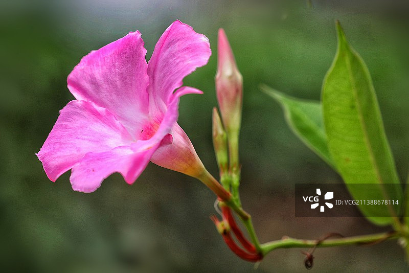 飘香藤图片素材