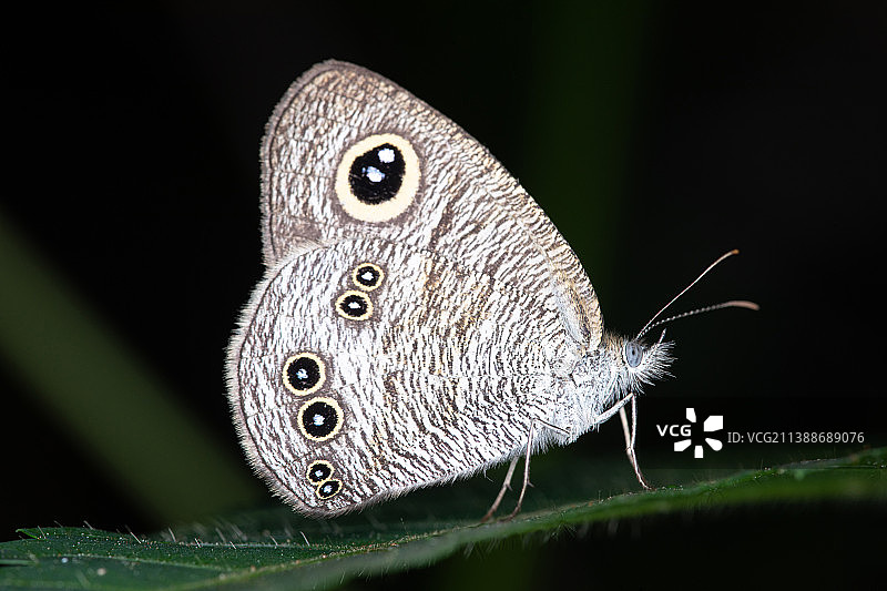 暮眼蝶图片素材