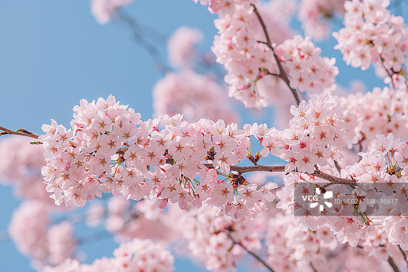 蓝天下的樱花图片素材