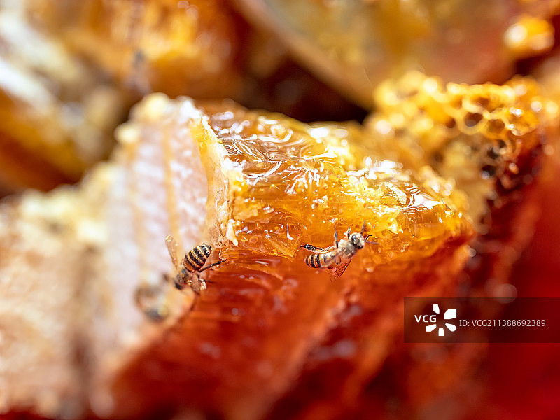 纯种神龙架国家级中蜂及其原产的高山蜂蜜图片素材