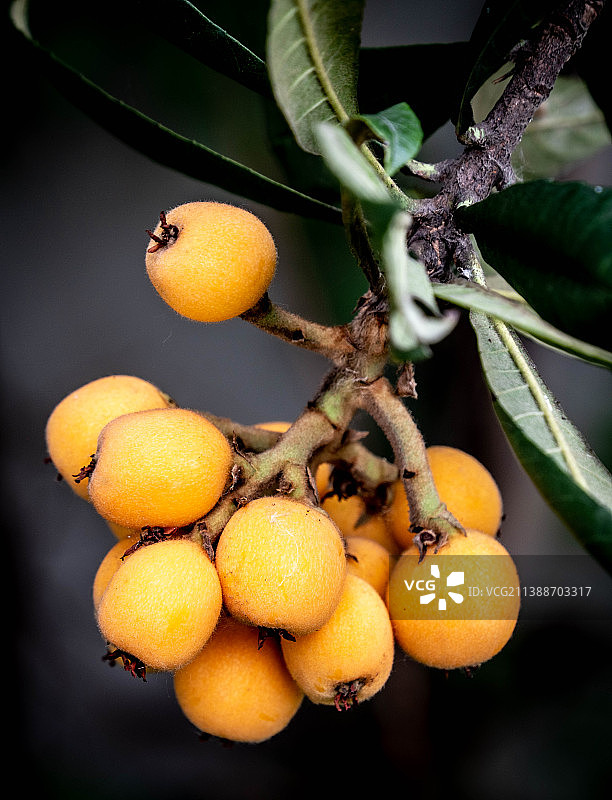 树上的枇杷图片素材