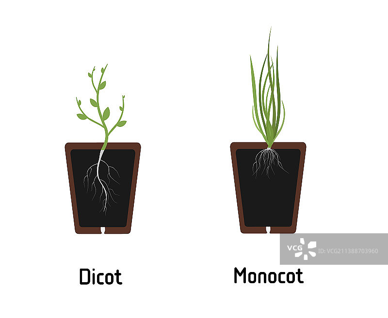 单子叶植物和双子叶植物的区别图片素材